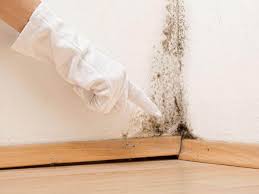 Best Emergency Mold Remediation  in Alameda, CA